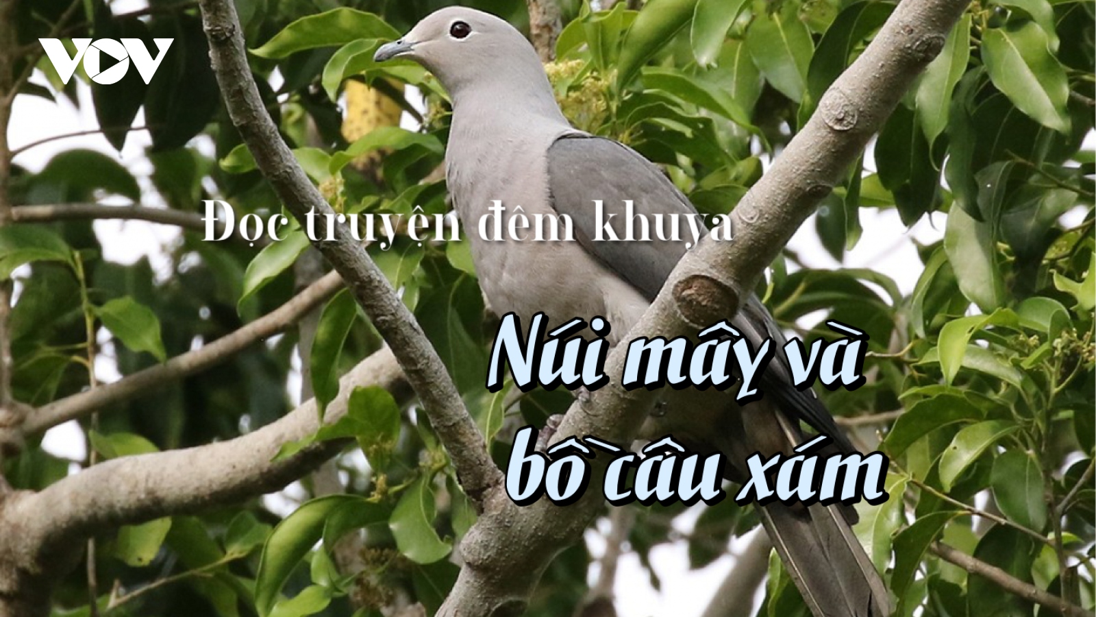 Truyện ngắn "Núi mây và bồ câu xám" - Nỗi đau chiến tranh